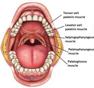 Throat Muscles